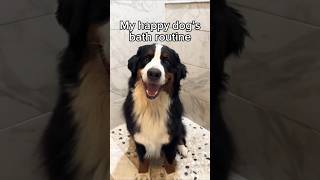 Download lagu happy dog's bath routine ❤️🐕 #dog #pets #cutedog #love #viral #shorts #shortvideo mp3