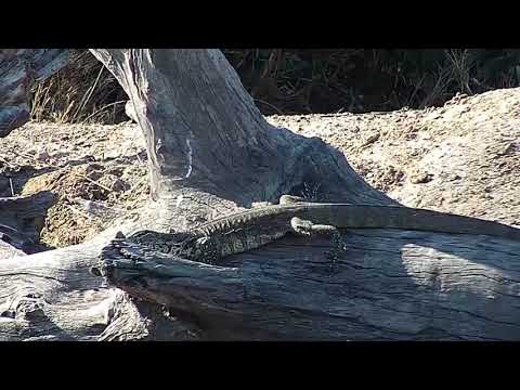 Djuma: Slender Mongoose and Water Monitor Lizard - 15:30 - 07/11/19