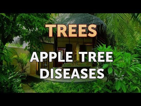 Kung paano sa pagalingin halamang-singaw pear Ahente laban fungus toenails amorolfin presyo