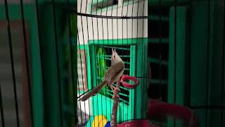 Download lagu Ciwah Full Bren Durasinya Ngeri 😱‼️ | By : Alvianto Ega #Ciwah #cibleksawah #shorts #bird #short mp3 Download lagu Ciwah Full Bren Durasinya Ngeri 😱‼️ | By : Alvianto Ega #Ciwah #cibleksawah #shorts #bird #short mp3