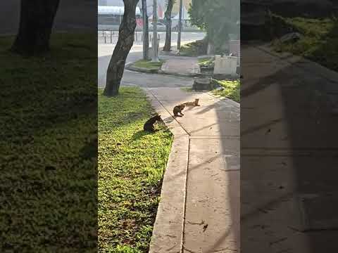 Stray Cats in Malaysia: On my way to the office EVERY MORNING