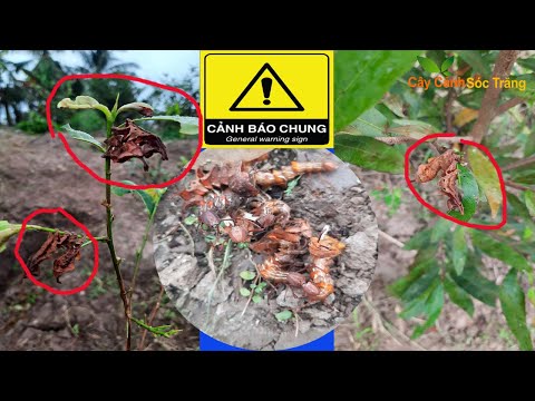 Cảnh Báo Loài Sâu Ngụy Trang Tấn Công Mai Vàng Singapore || ACE Sợ Sâu Không Nên Xem