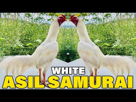 White Asil Samurai MEZQUITE FARM Beautiful Birds