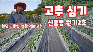 고추심기 원기 2호 당뇨에 좋다는 잎을 먹는 고추 [고추재배방법]