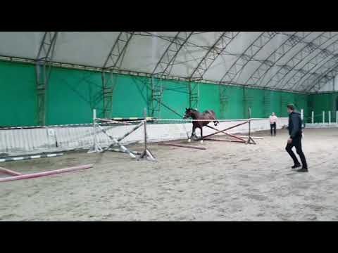 Uprising Glory 2021 stallion FOR SALE