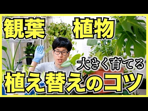 鉢の土の量 サイズに応じて鉢植えの体積を計算する