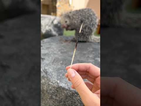 Así Clavan Sus Púas Los Puercoespines 😱
