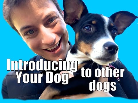 How to Socialize your Puppy!