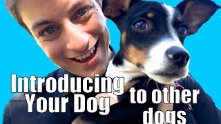 How to Socialize your Puppy!