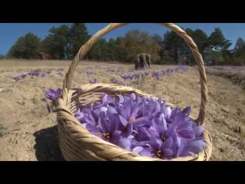 download lagu mp3 mp4 Kozmetik Bitkiler, download lagu Kozmetik Bitkiler gratis, unduh video klip Kozmetik Bitkiler