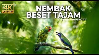 Download lagu 🔴 Live Masteran Nembak Beset Tajam Perkici Pantai Gacor Necret vs Cucak Cungkok Super Gacor Nembak mp3