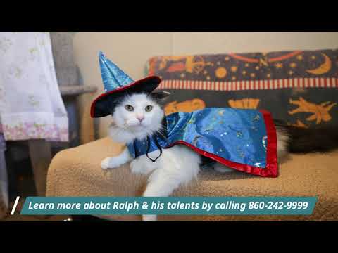 Ralph, an adoptable Domestic Medium Hair in Manchester, CT_image-1