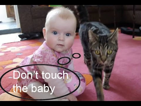 Amazing Cat protecting babies - YouTube