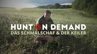 Das Schmalschaf und der Keiler 🐗 von @copterpro10
