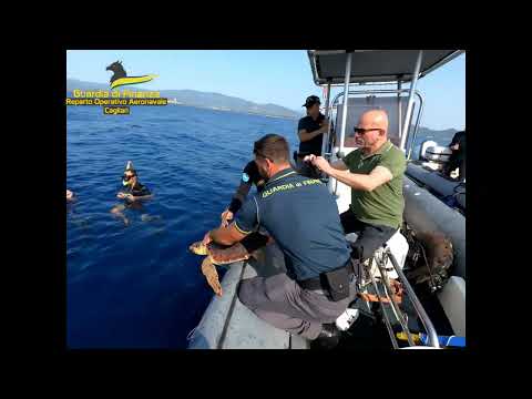 GUARDIA DI FINANZA CAGLIARI: LIBERATO IN MARE UN ESEMPLARE DI TARTARUGA MARINA "CARETTA CARETTA"