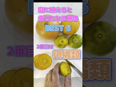 アガベキャベツのメンテナンス