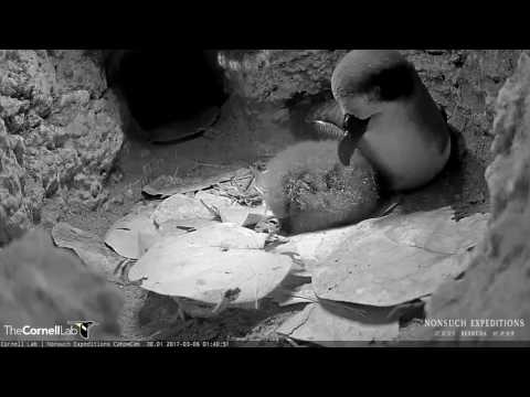 Bermuda Petrel Intruder in the Burrow (edited) – Mar. 6, 2017