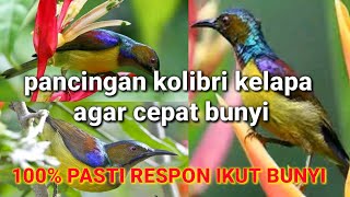 Download lagu pancingan kolibri kelapa agar cepat bunyi || korlap gacor mp3