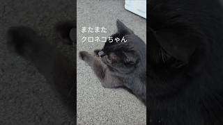 【ネコ】 #おもしろ動画 #保護ねこ  #猫#ねこ#cats #cat #クロネコ#黒猫#保護猫 #野良猫 #のら猫 #にゃんこ #Animal#可愛い#かわいい #cute