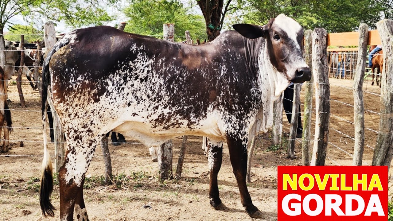 GADO DE LUXO NA FEIRA EM ALTINHO-PE   05-10-2024 #nordeste