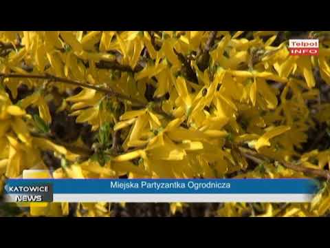 Miejska Partyzantka Ogrodnicza