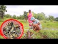 Santali Tribe Old Couple Catching Fish In Field And Cooking Fish Curry For Lunch