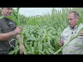 Dwarf 110 Sorghum