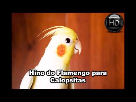 Hino do Flamengo Ensinamento Para Calopsita,Corrupião,Papagaio HD