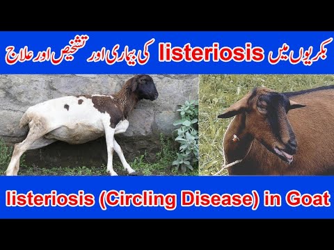 , title : 'Listeriosis | listeriosis in Goat | symptoms of Listeriosis | Diagnosis & Treatment of Listeriosis'
