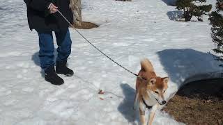 散歩にいってみた。＠４#柴犬#犬との暮らし#日常#面白い？#かわいい？