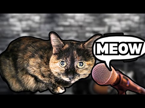 Ai Wrote A Song About My Cat Kumi