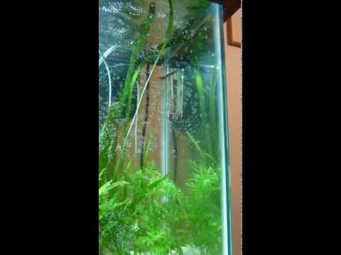 download lagu mp3 mp4 Loach Dance, download lagu Loach Dance gratis, unduh video klip Loach Dance