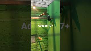 Download lagu MURAI BATU KAWIN mp3 Download lagu MURAI BATU KAWIN mp3