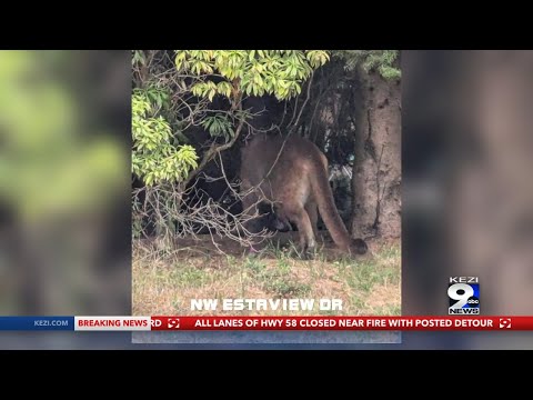 ODFW explains why the Corvallis Cougar is so dangerous