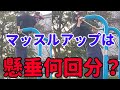 【筋トレ】マッスルアップは懸垂何回分【個人的感覚】