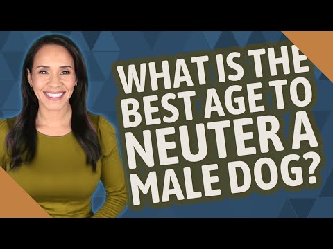 What is the best age to neuter a male dog?