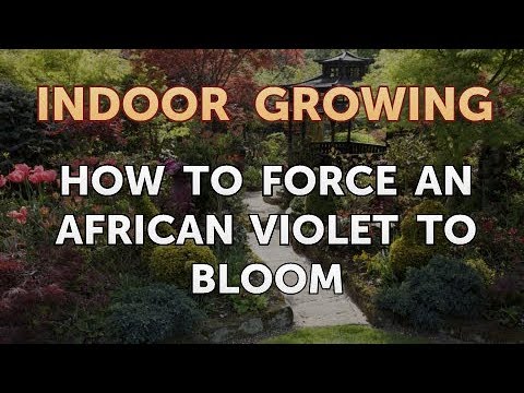 How to Regrow a Broken Aloe Leaf