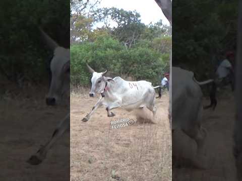 Só pega quem tem cavalo #romariofeitosa #pegadeboinomato