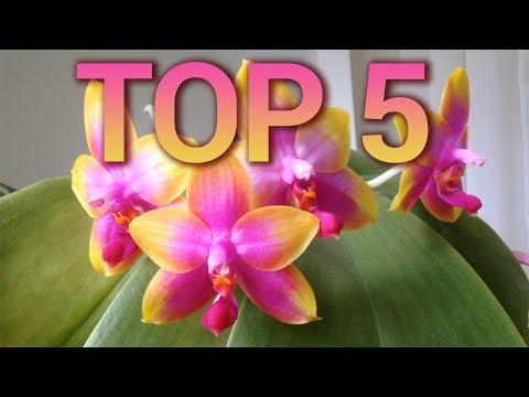 Top 5 Phalaenopsis Primary Hybrids & Breaking News