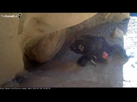Dinner Time For Pole Canyon California Condor Chick – July 29, 2019