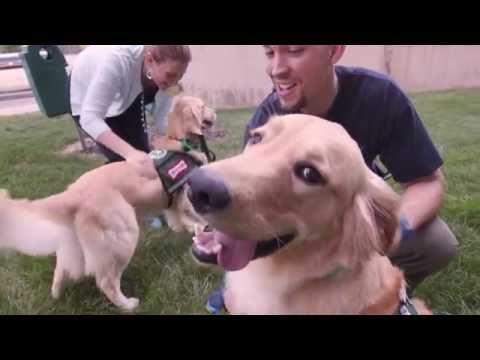 デンバーの新しい仕事。C.S.モット小児病院でのアニマルセラピー (Paws4Patients) (Denver's New Job: Animal Therapy at C.S. Mott Children's Hospital (Paws4Patients))