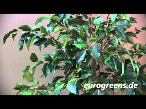 EuroGreens Kunstpflanze Ficus Benjamini