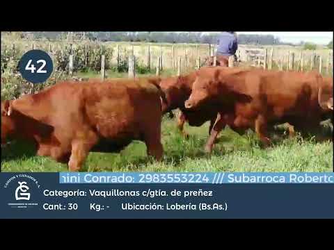 Lote VQ CGP - Lobería Bs As