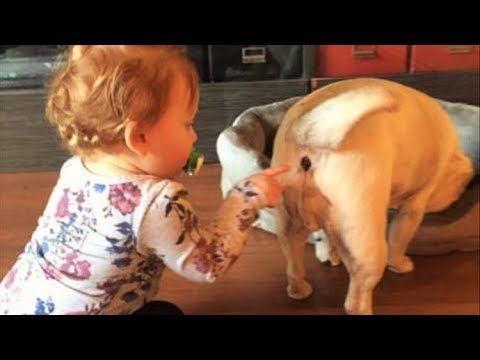 Как пукают животные? Часть 2 | Умираю со смеху 😂