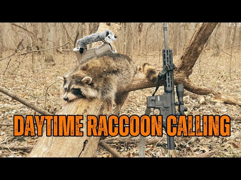 Daytime RACCOON CALLING Missouri Public Land