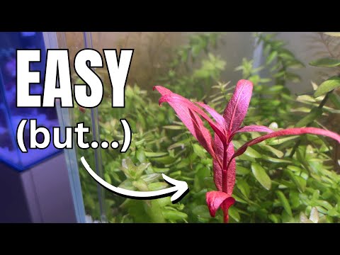 Red Plants Are Easy, If You Know This…