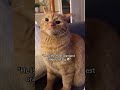 Why Are Orange Cats So Crazy