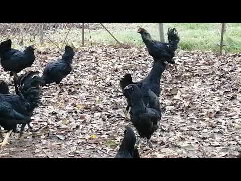 Bulgarian longcrowers