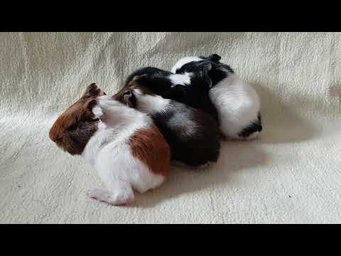 First day of the baby guinea pigs