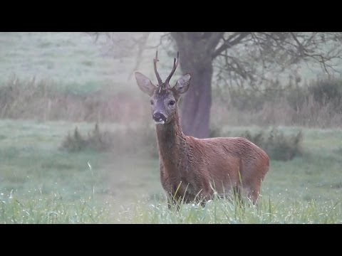 Blattjagd: 3 goldene Tipps